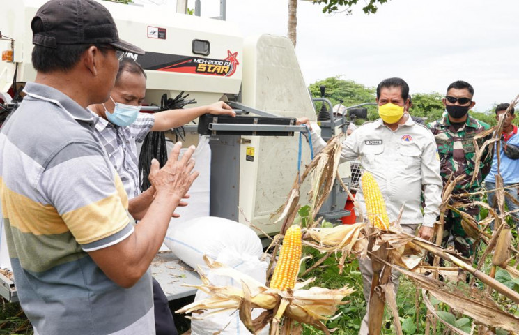 Petani Jagung Kering Keerom Panen Perdana di masa Pandemi Covid-19